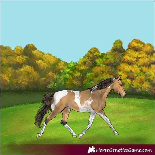 Horse Color:Buckskin Tobiano