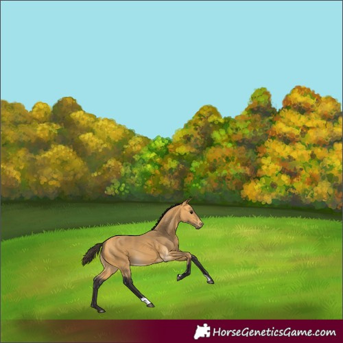 Horse Color:Buckskin 