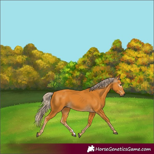 Horse Color:Gray Palomino