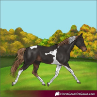 Horse Color:Liver Chestnut Tobiano