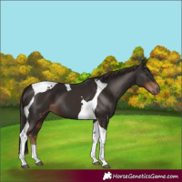 Horse Color:Liver Chestnut Tobiano