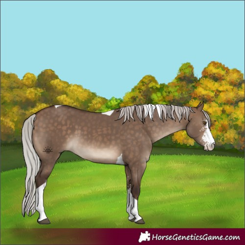 Horse Color:Silver Brown Dun Sabino Tobiano 