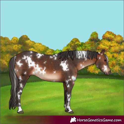 Horse Color:White Spotted Brown 