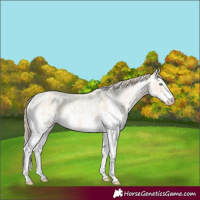 Horse Color:Perlino Sabino and Perlino Sabino