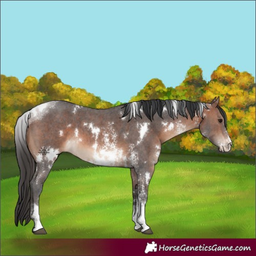 Horse Color:White Spotted Brown Sabino