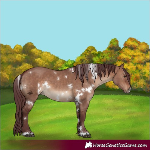 Horse Color:White Spotted Chocolate Brown Dun 