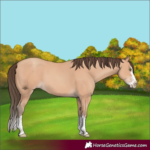 Horse Color:Amber Champagne Splash 