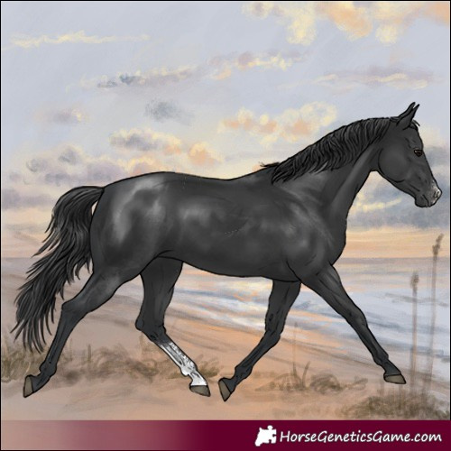Horse Color:Black Sabino Rabicano 