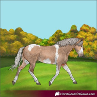 Horse Color:Silver Bay Dun Sabino Tobiano Frame Rabicano 