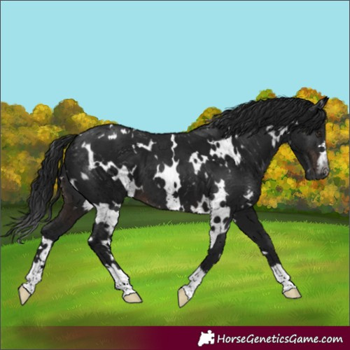 Horse Color:Gray White Spotted Brown 