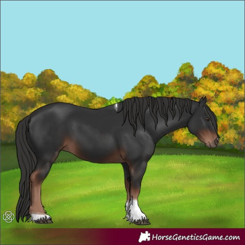 Horse Color:Unknown 