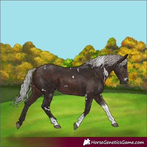 Horse Color:White Spotted Silver Brown Tobiano