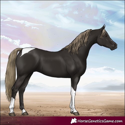 Horse Color:Liver Chestnut Tobiano 