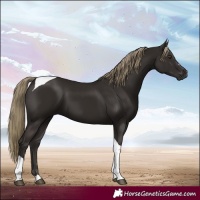 Horse Color:Liver Chestnut Tobiano 