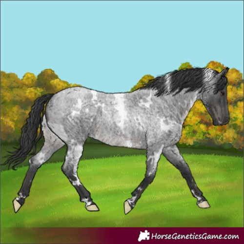 Horse Color:White Spotted Blue Roan Rabicano