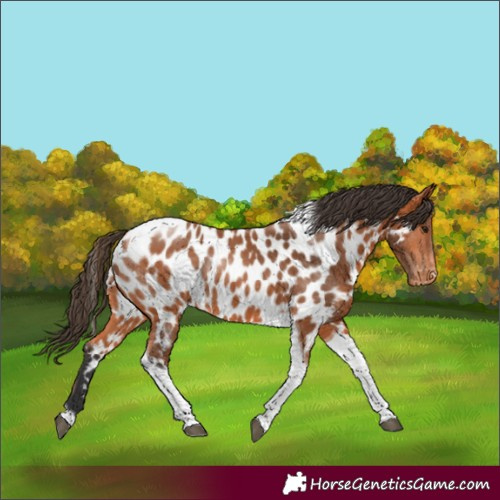 Horse Color:Bay Tobiano Appaloosa Rabicano 
