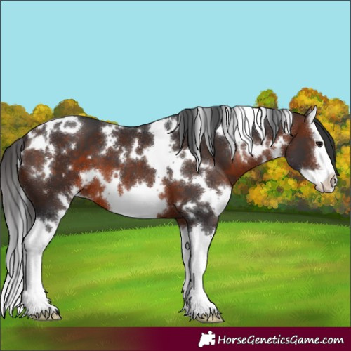Horse Color:White Spotted Brown Splash