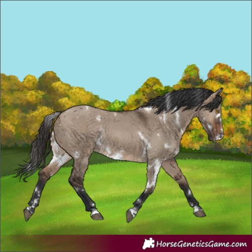 Horse Color:White Spotted Brown Dun Rabicano 