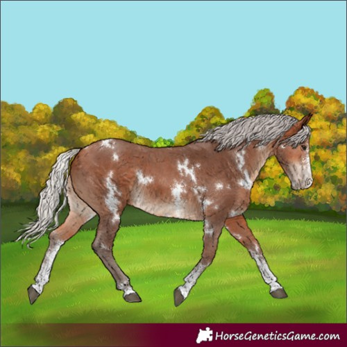 Horse Color:White Spotted Silver Bay Sabino Rabicano 