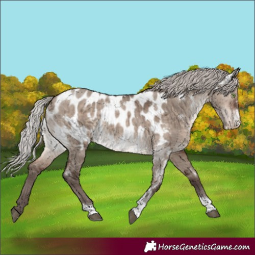Horse Color:White Spotted Silver Brown Dun Mushroom Tobiano Appaloosa Rabicano Brindle 