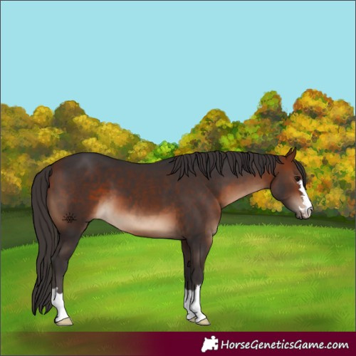 Horse Color:Bay 
