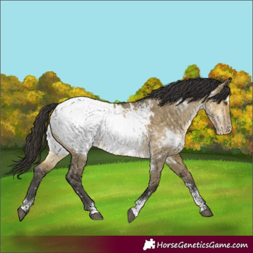Horse Color:White Spotted Buckskin Dun Mushroom Sabino Appaloosa