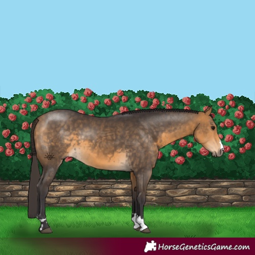 Horse Color:Buckskin 