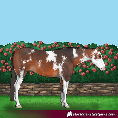 Horse Color:Bay Sabino 