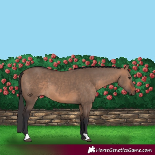 Horse Color:Bay Dun 