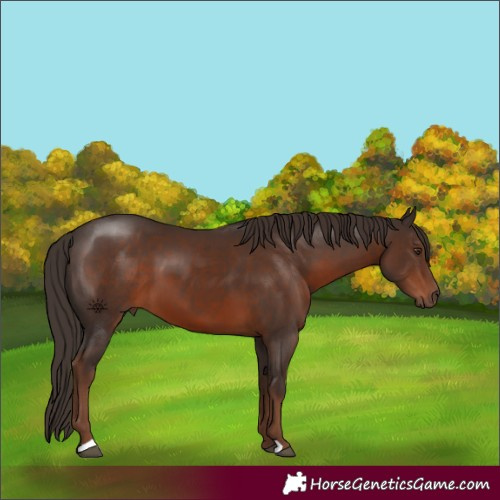 Horse Color:Liver Chestnut