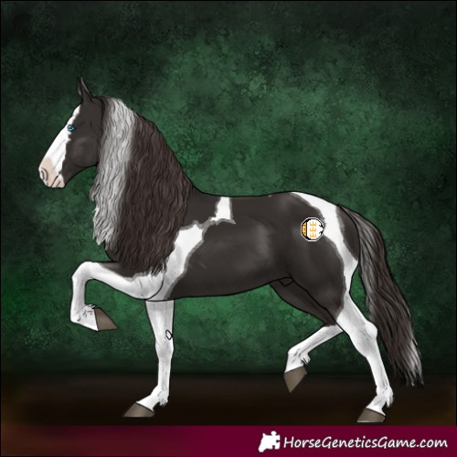 Horse Color:Liver Chestnut Splash Tobiano 