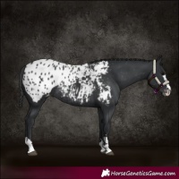 Horse Color:Black Near Leopard Rabicano