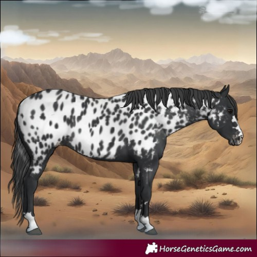 Horse Color:Black Appaloosa Rabicano