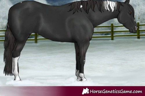 Horse Color:Liver Chestnut Tobiano