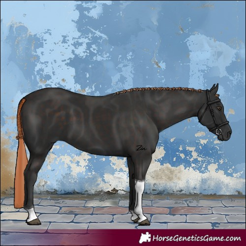 Horse Color:Liver Chestnut Tobiano