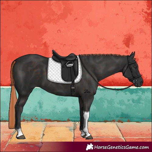 Horse Color:Liver Chestnut Tobiano