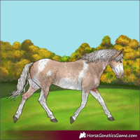 Horse Color:Silver Bay Dun Sabino Tobiano Frame Rabicano