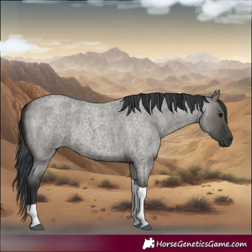 Horse Color:Grullo Roan Tobiano