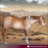 Horse Color:Gray Gold Champagne Tobiano