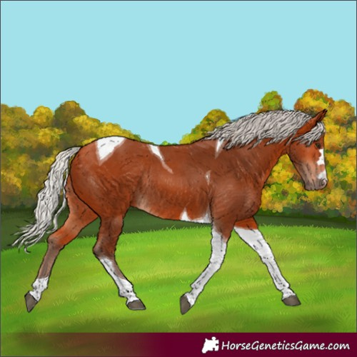 Horse Color:Silver Bay Tobiano Rabicano 