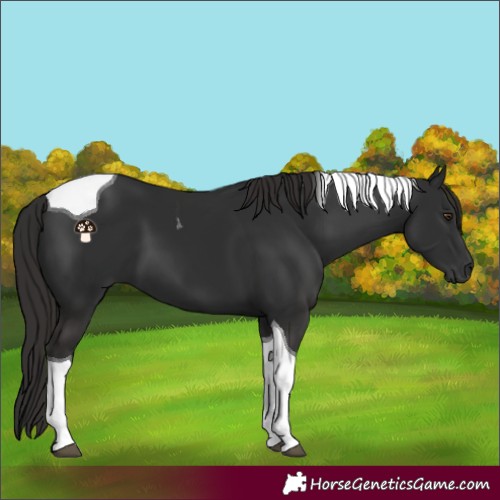 Horse Color:Liver Chestnut Tobiano