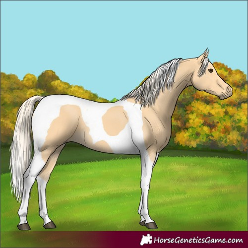 Horse Color:Palomino Tobiano