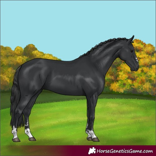Horse Color:Black and Black
