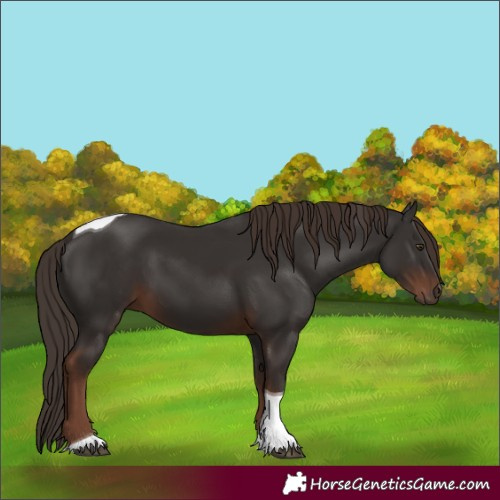 Horse Color:Liver Chestnut Tobiano 