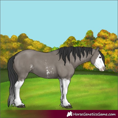 Horse Color:Grullo Sabino Splash  and Grullo Sabino Splash 
