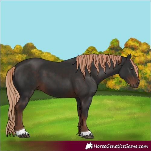 Horse Color:Liver Chestnut Tobiano