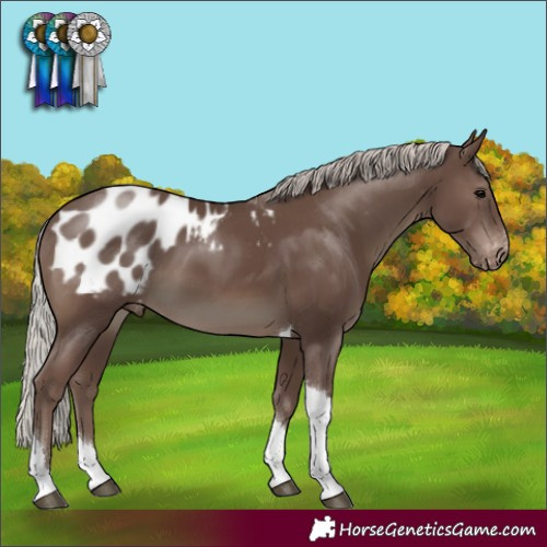 Horse Color:Silver Black Tobiano Appaloosa