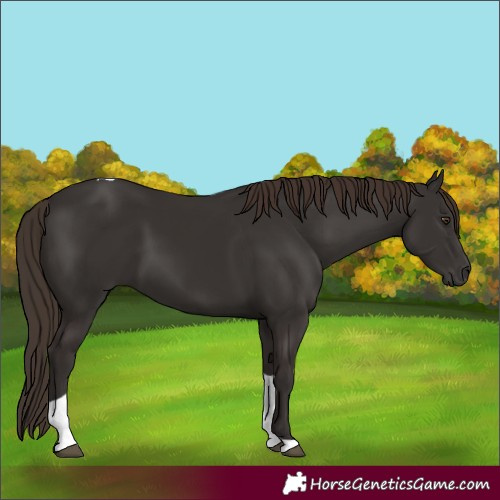 Horse Color:Liver Chestnut Tobiano