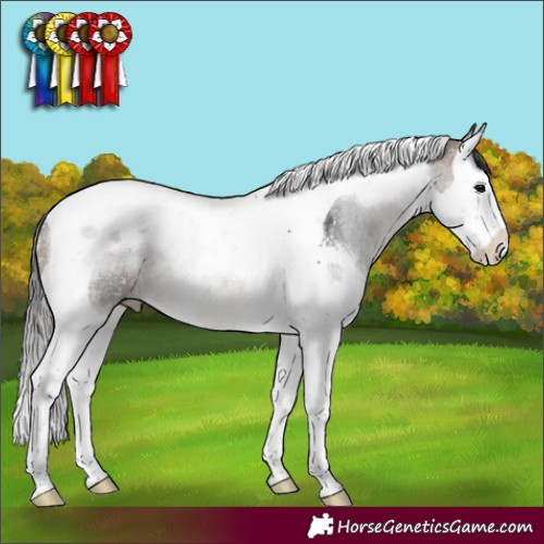 Horse Color:Bay Sabino Splash Tobiano