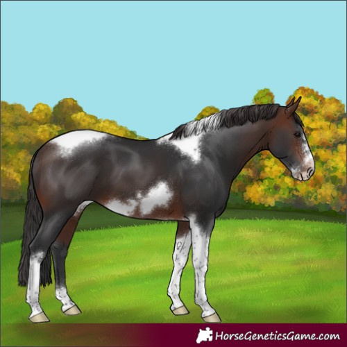Horse Color:Brown Tobiano Frame 